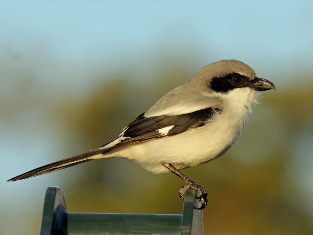 Loggerhead Shrike