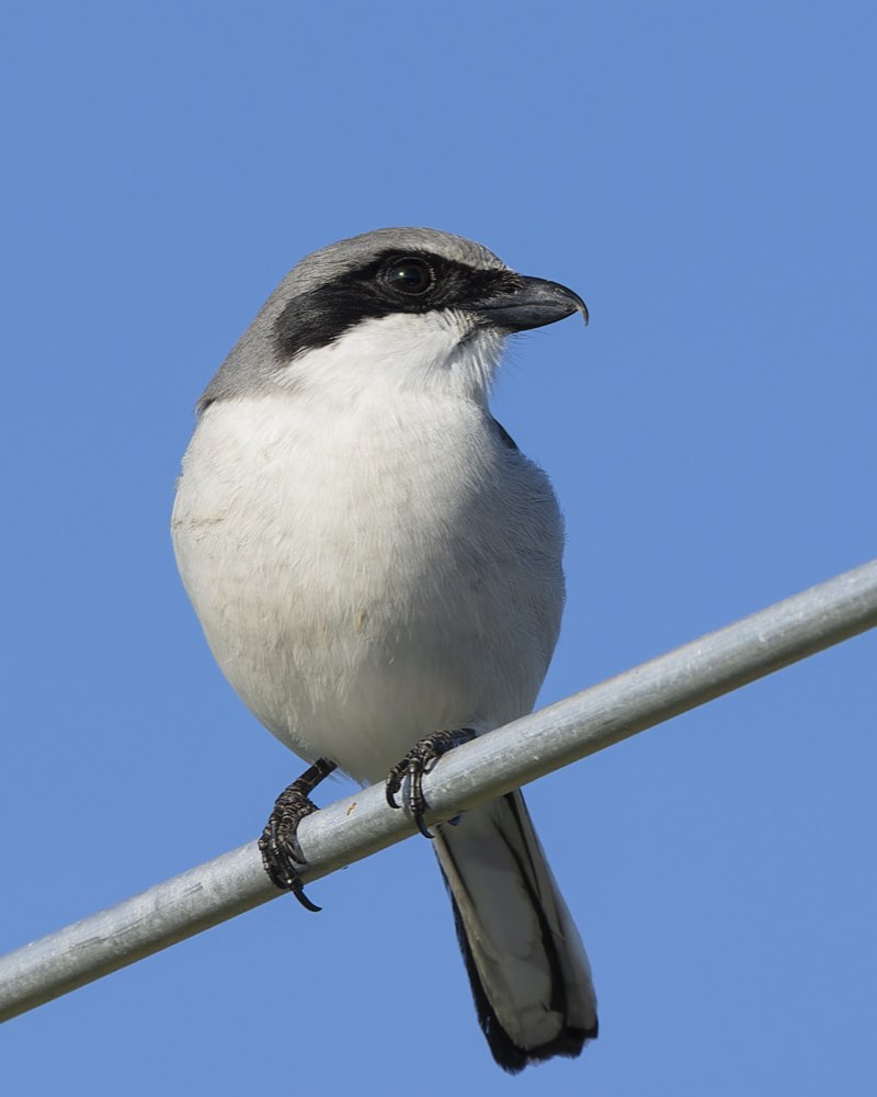 Male Loggerhead Shrike