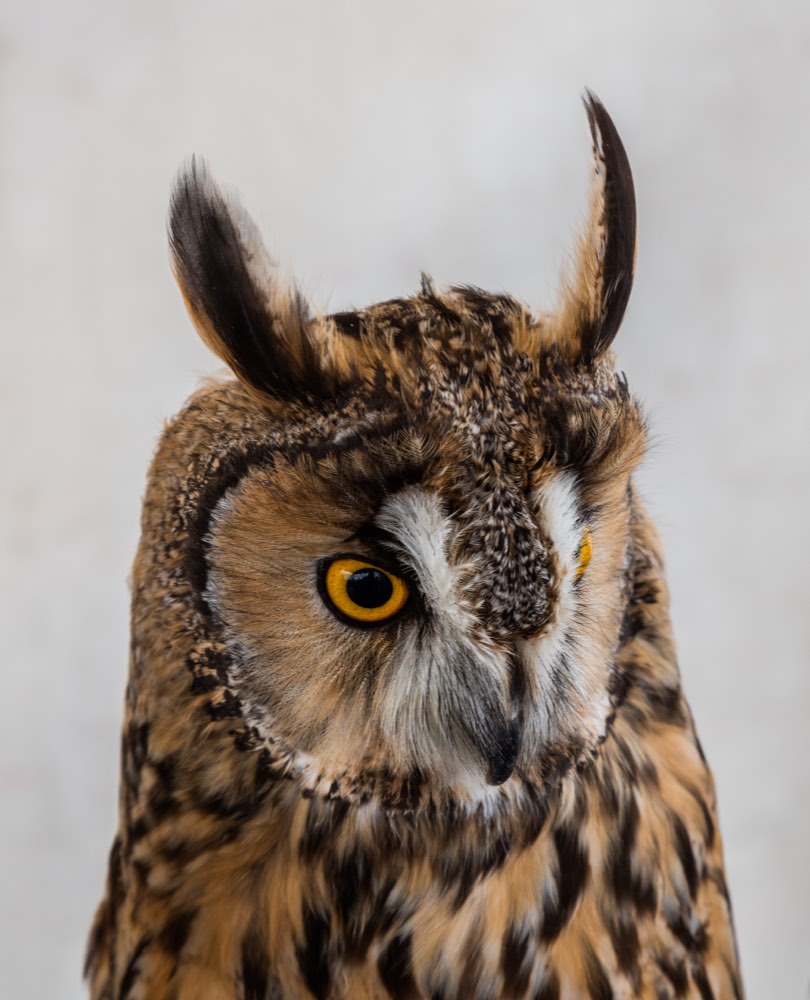 Long-eared Owl