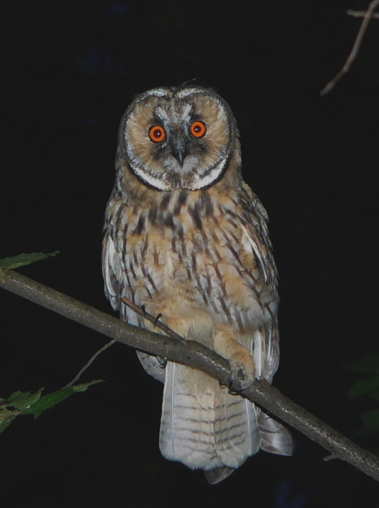 Long-eared Owl