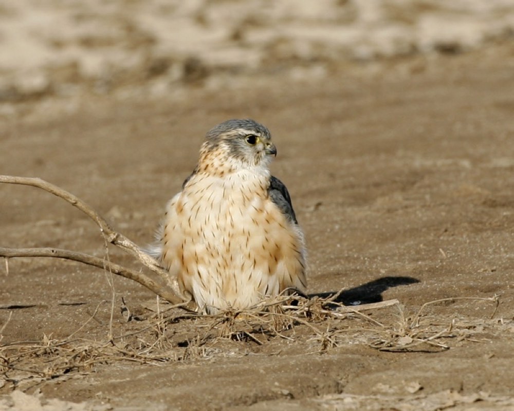 Merlin