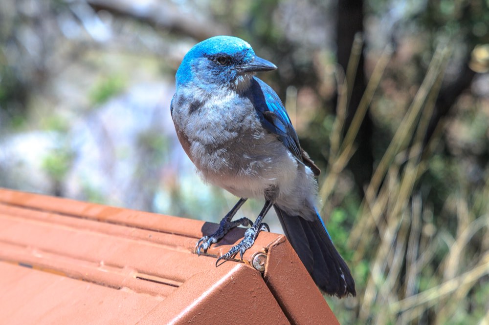 Mexican Jay