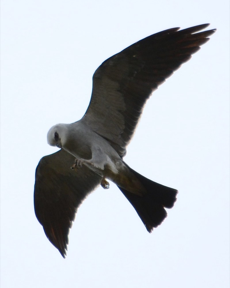 Mississippi Kite