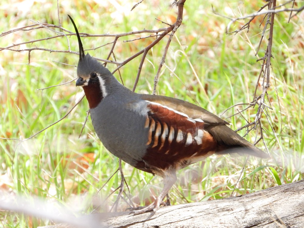 Mountain Quail