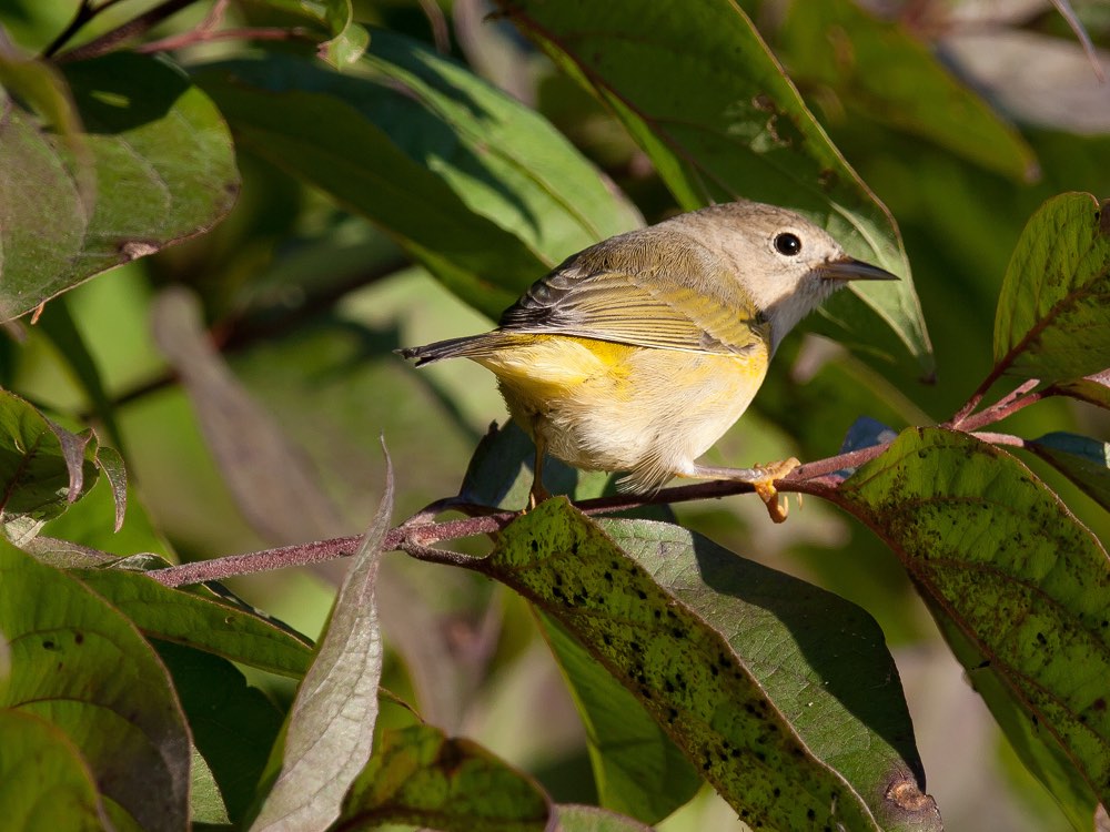 Female Nashville Warbler