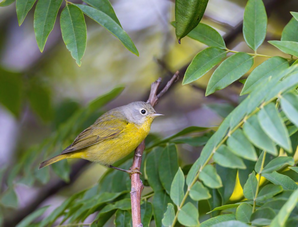 Nashville Warbler