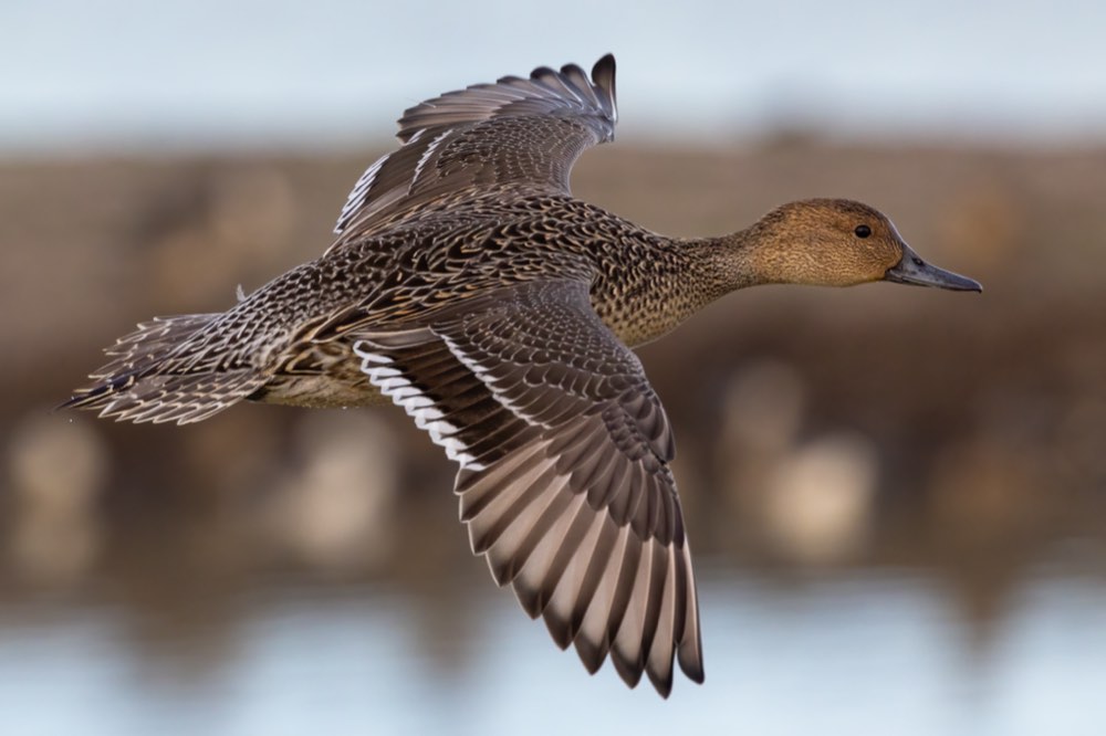 Female Northern Pintail