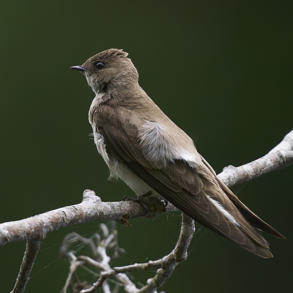 Northern Rough-winged Swallow