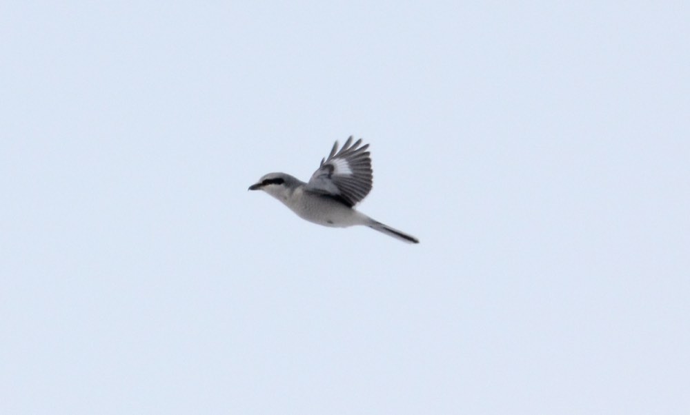 Northern Shrike
