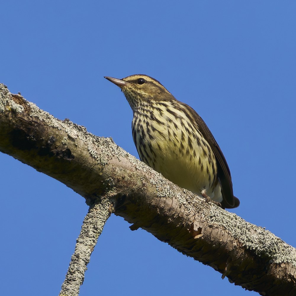 Northern Waterthrush