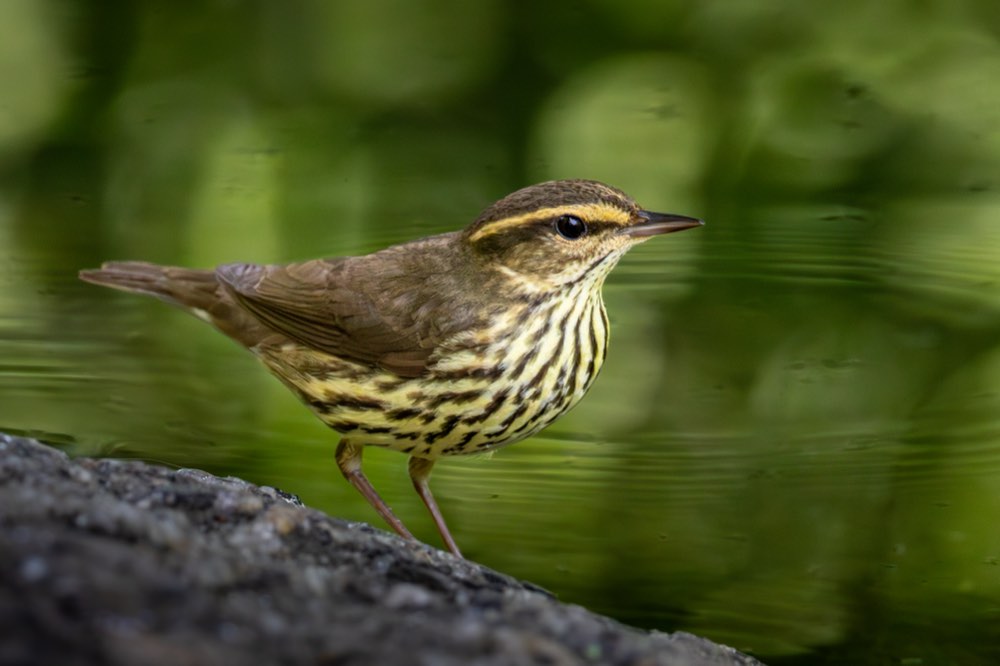 Northern Waterthrush