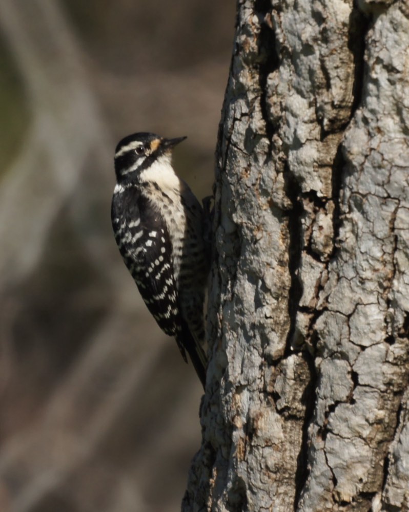 Female Nuttall's Woodpecker