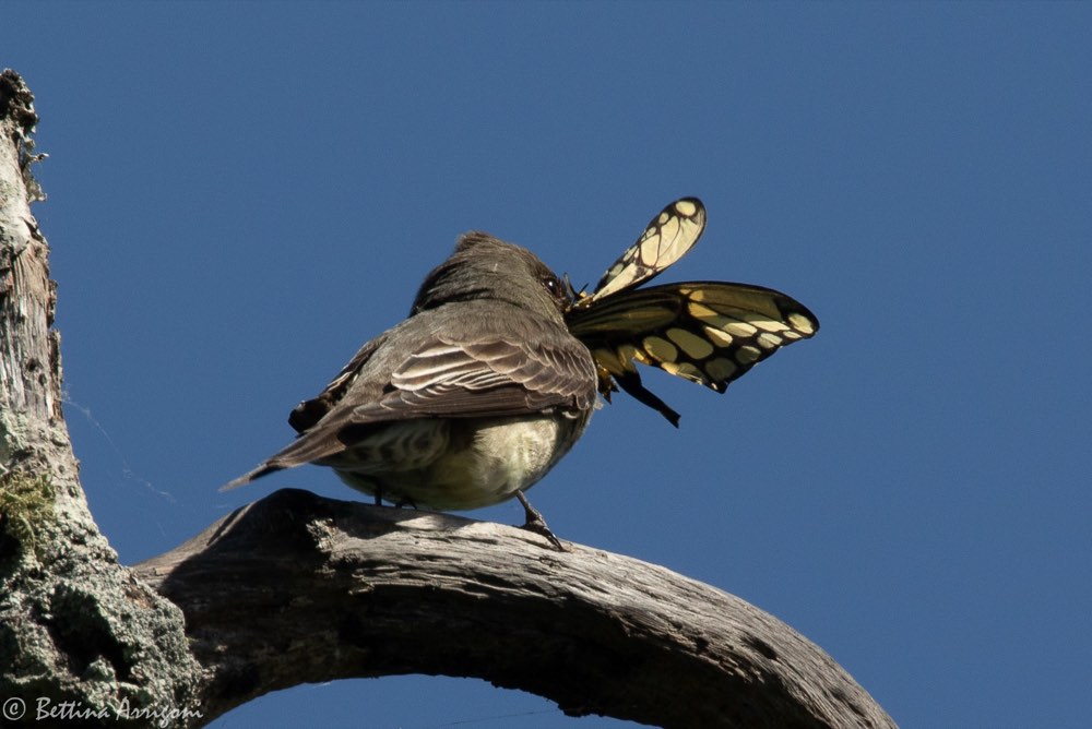 Olive-sided Flycatcher