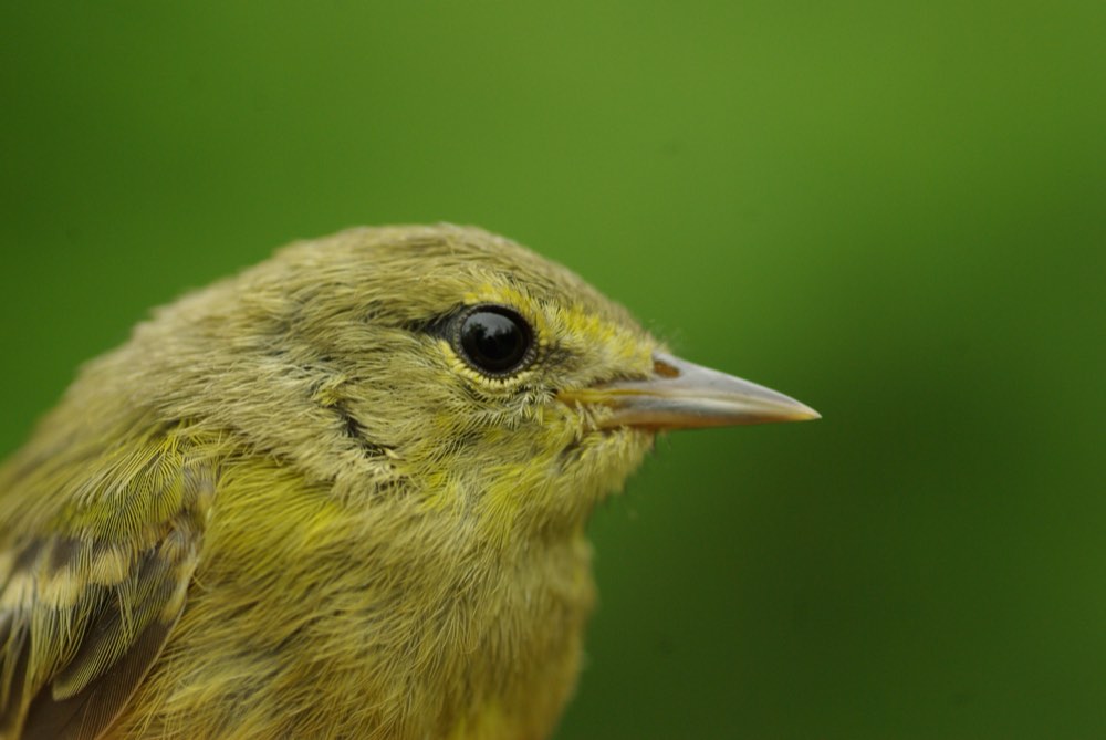 Orange-crowned Warbler