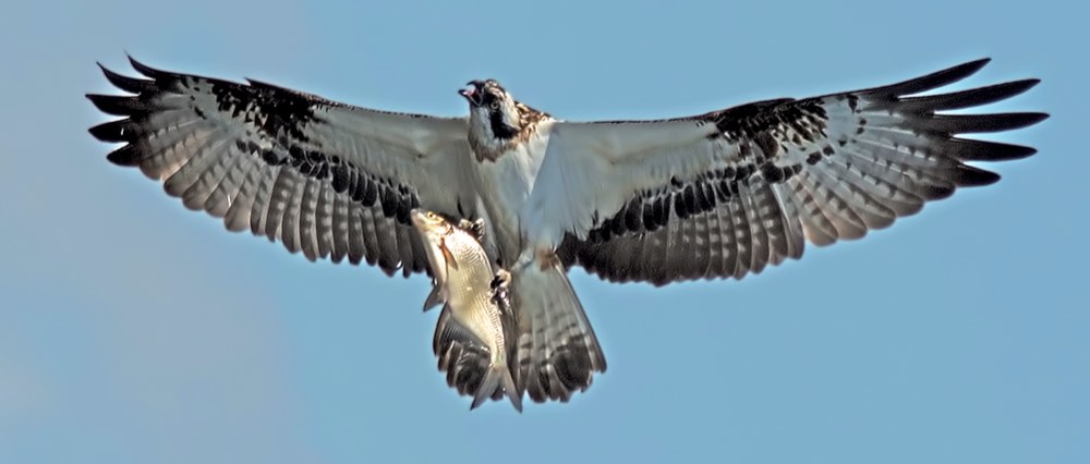 Osprey