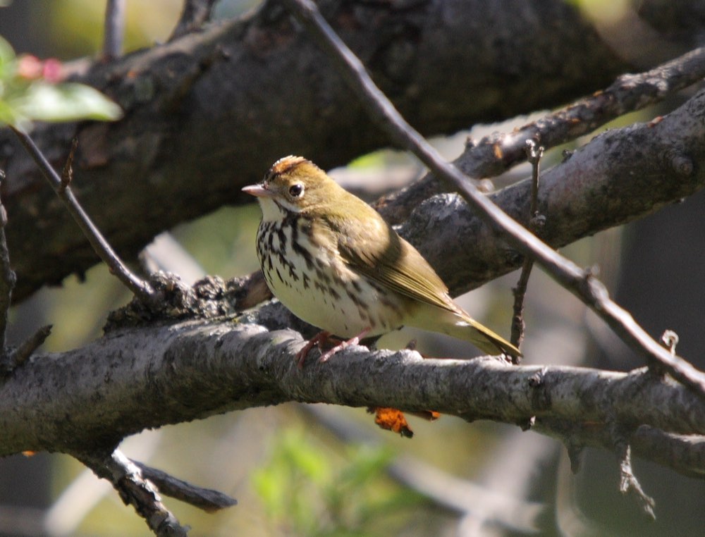 Ovenbird