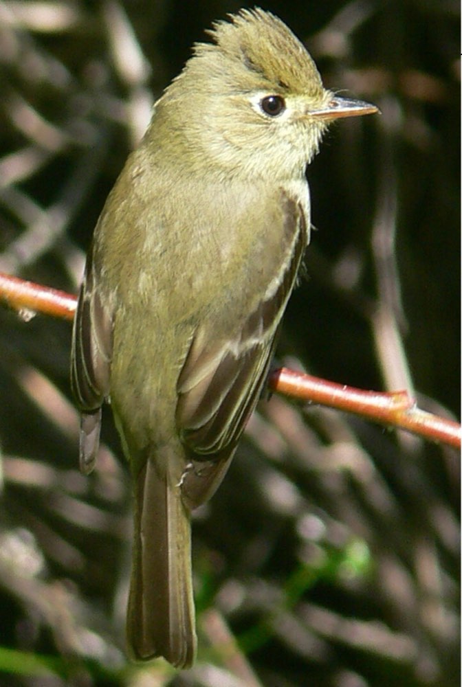Pacific-slope Flycatcher