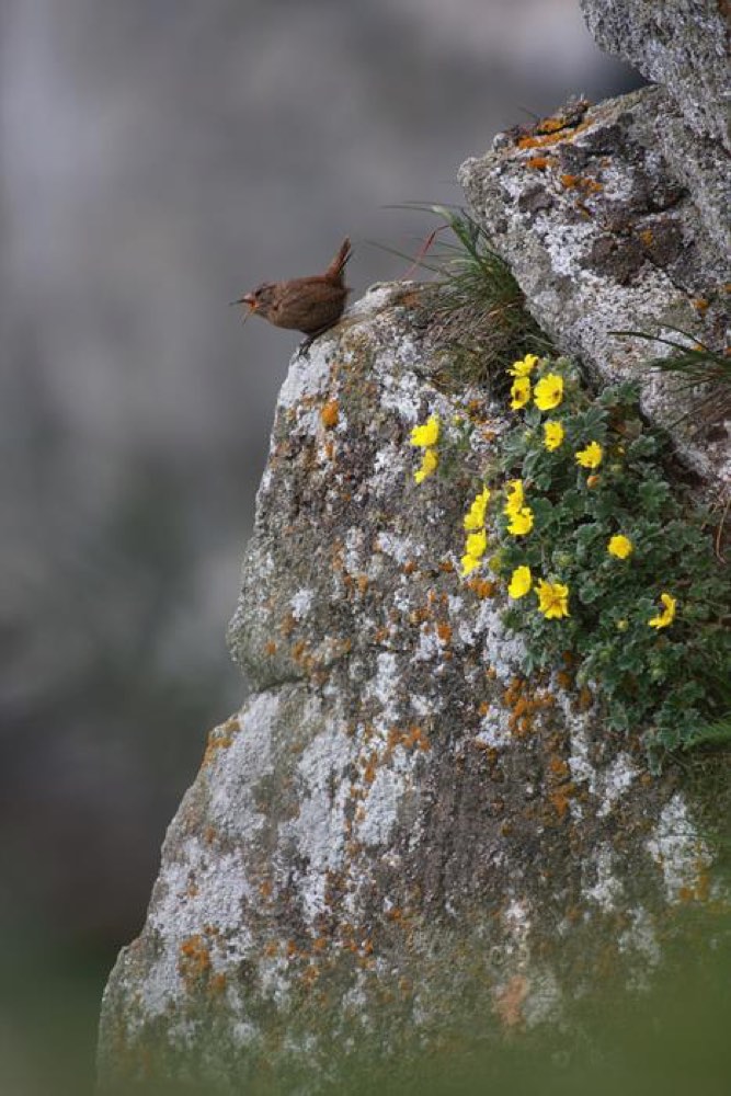 Pacific Wren