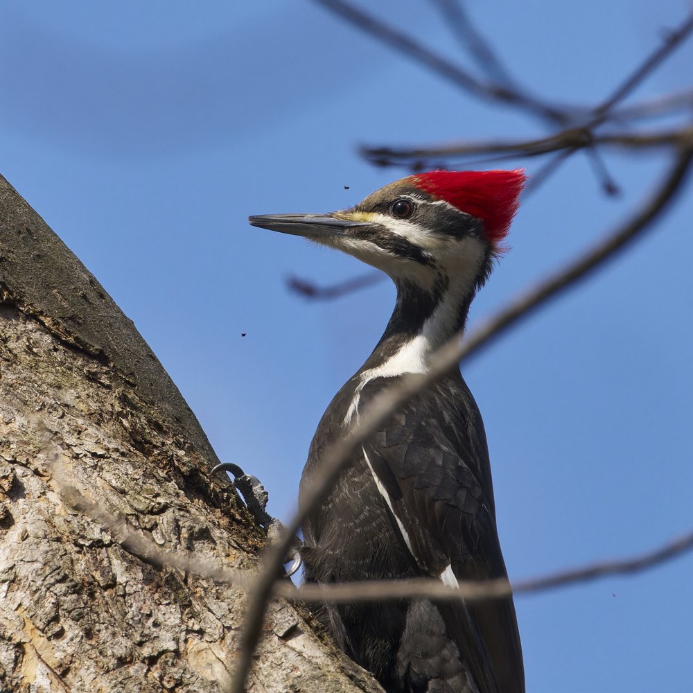 Pileated Woodpecker