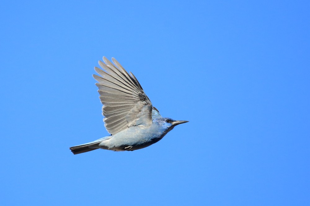 Pinyon Jay