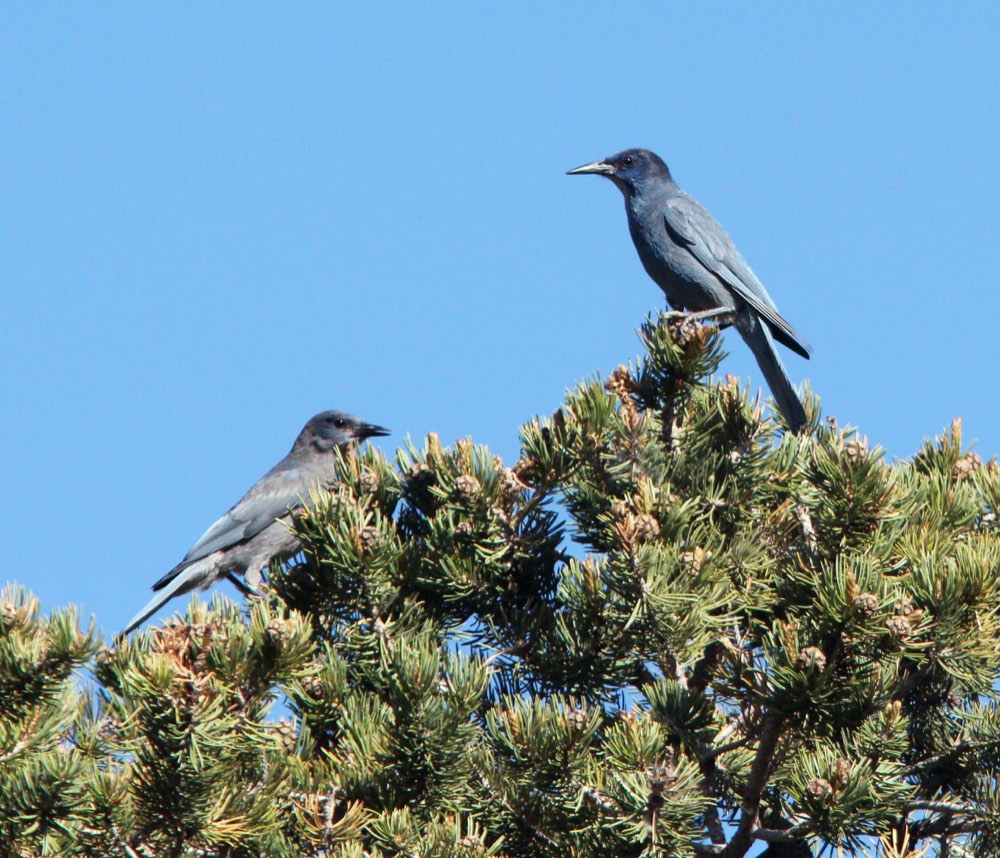 Pinyon Jay