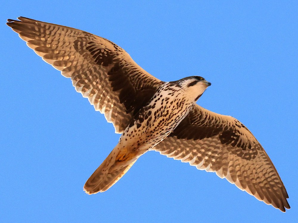 Prairie Falcon