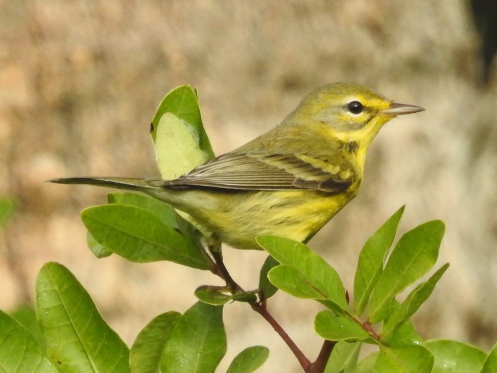 Female Prairie Warbler