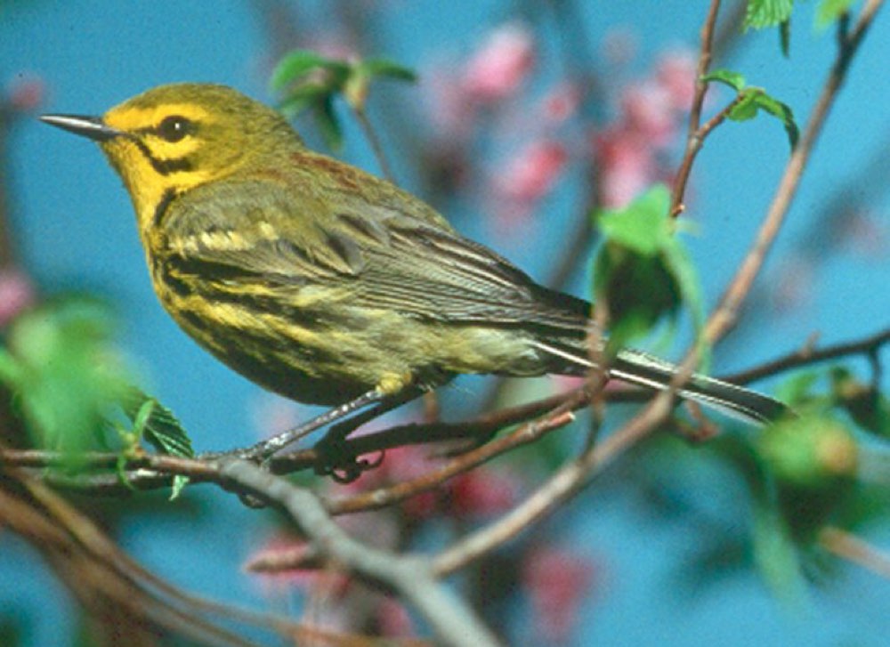 Prairie Warbler