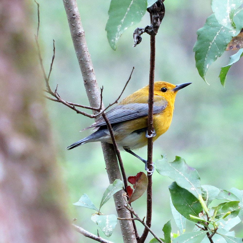 Female Prothonotary Warbler