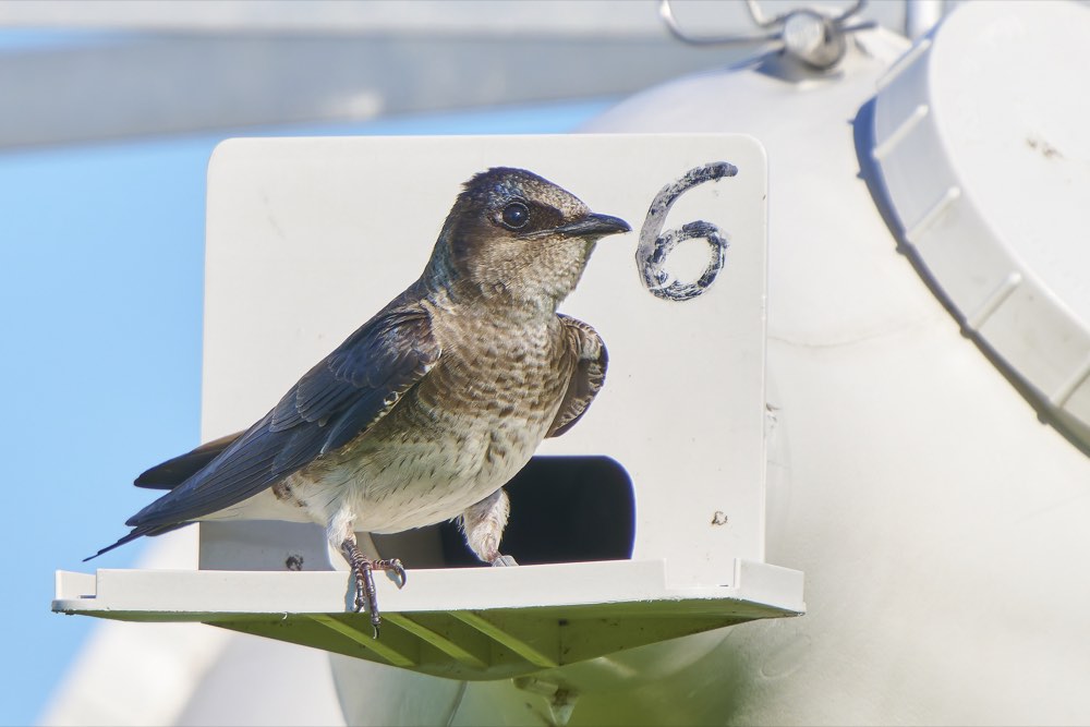 Purple Martin