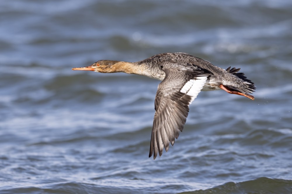 Female Red-breasted Merganser