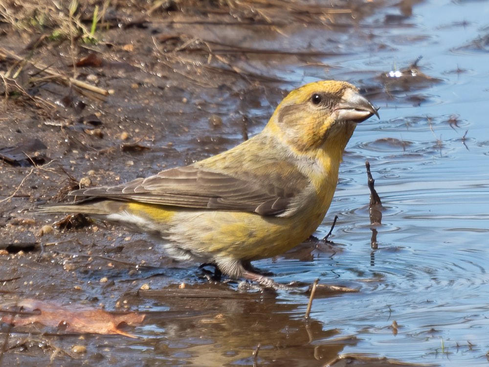 Female Red Crossbill