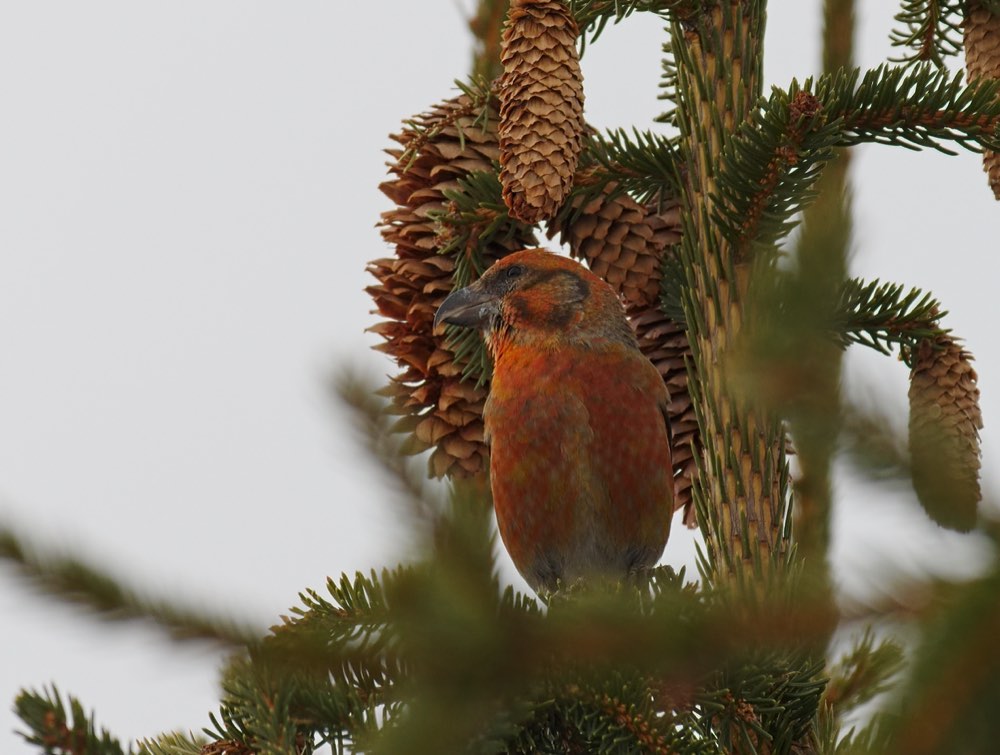 Male Red Crossbill
