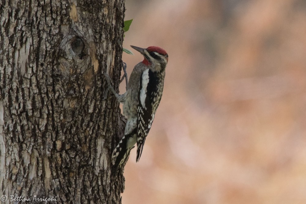 Female Red-naped Sapsucker