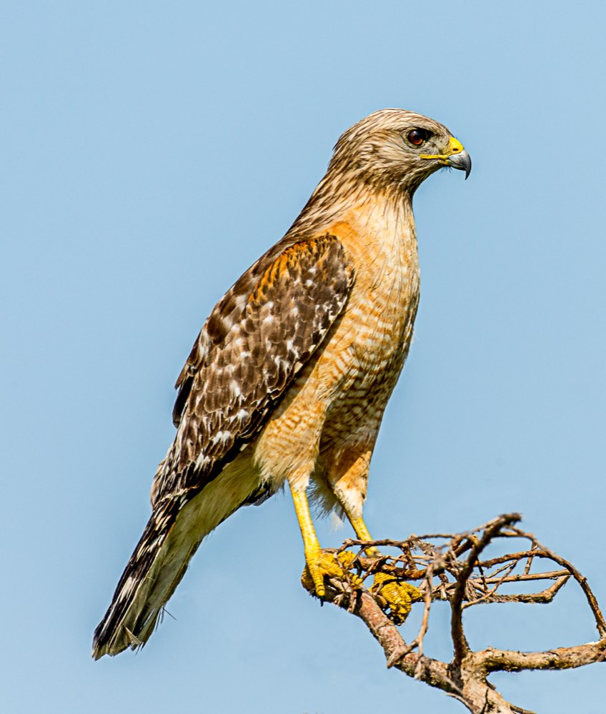 Male Red-shouldered Hawk