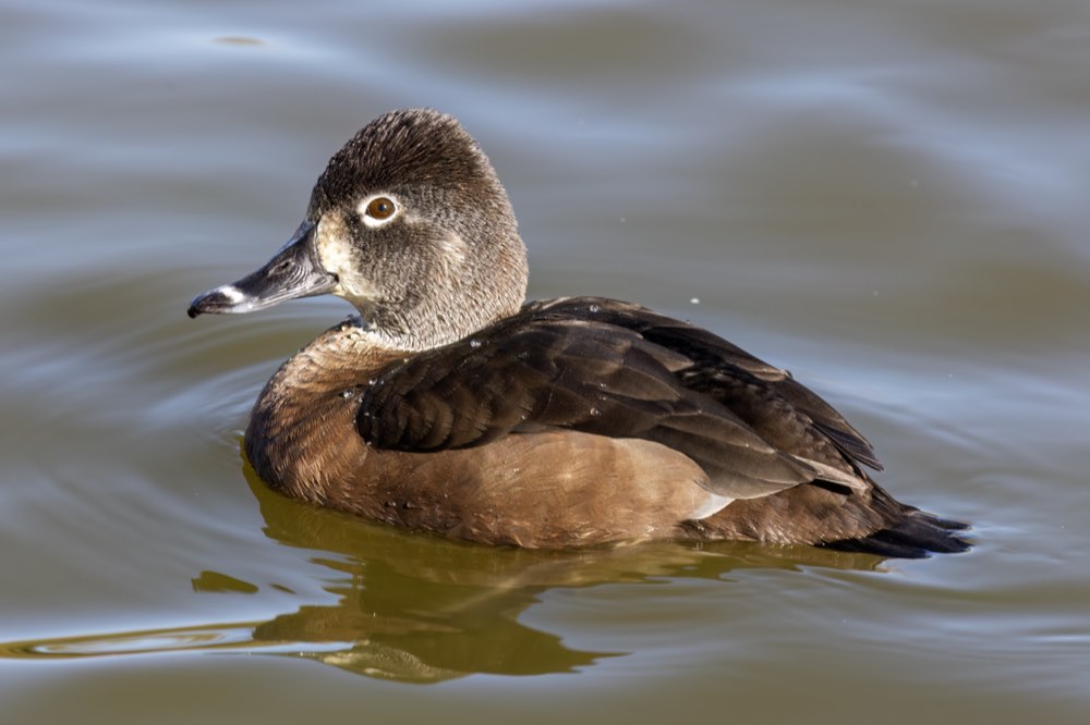 Female Ring-necked Duck