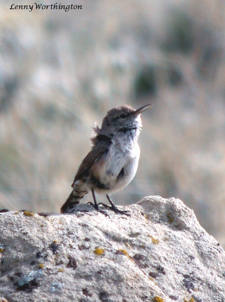 Rock Wren