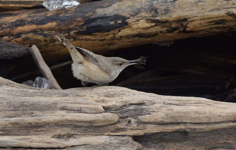 Male Rock Wren