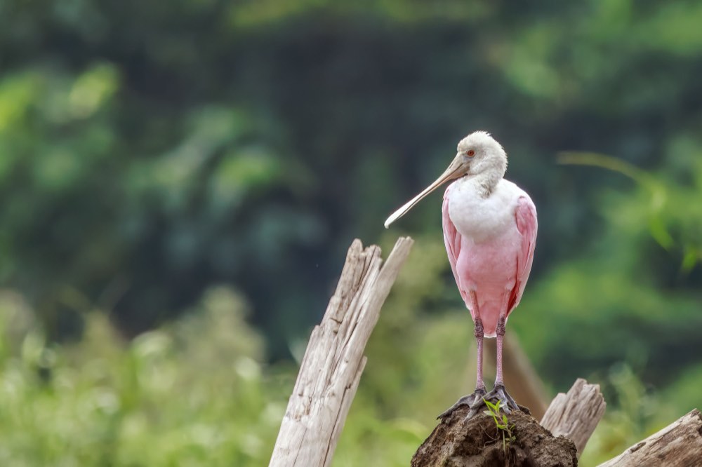 Roseate Spoonbill