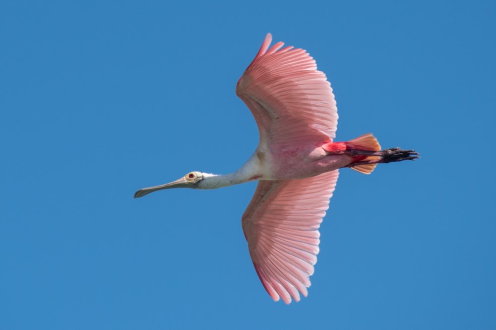Roseate Spoonbill