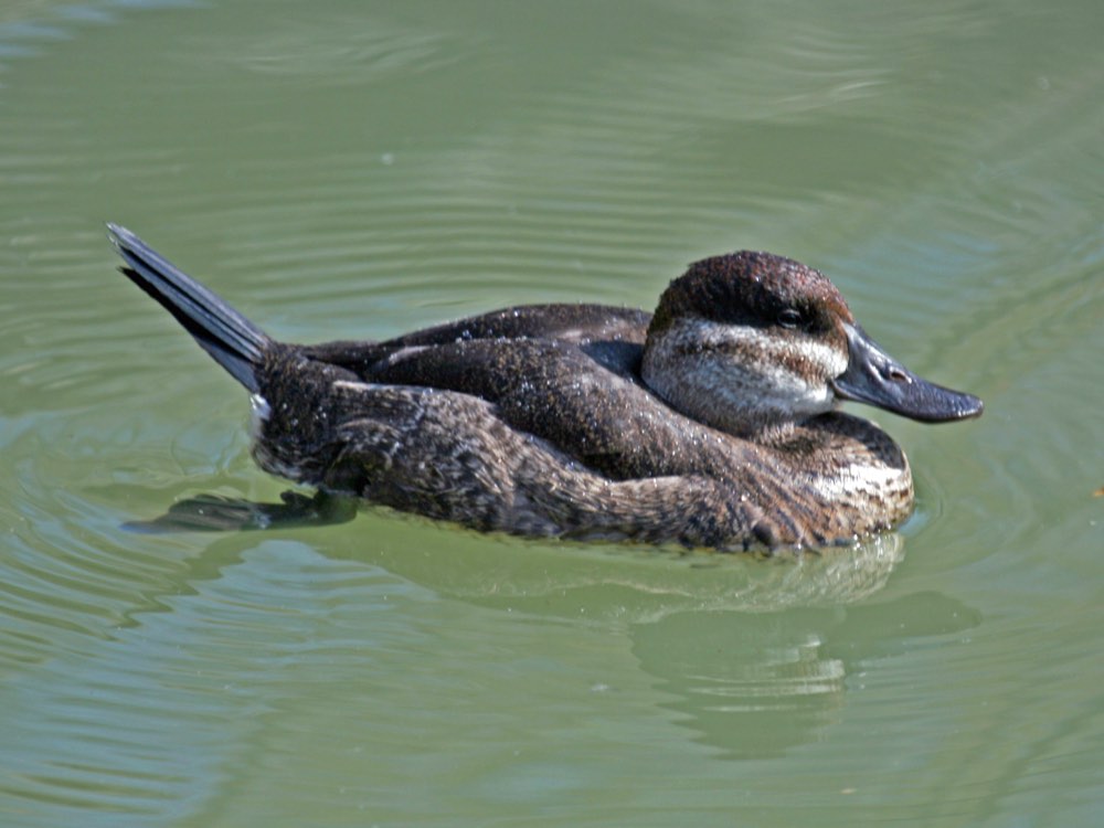 Ruddy Duck