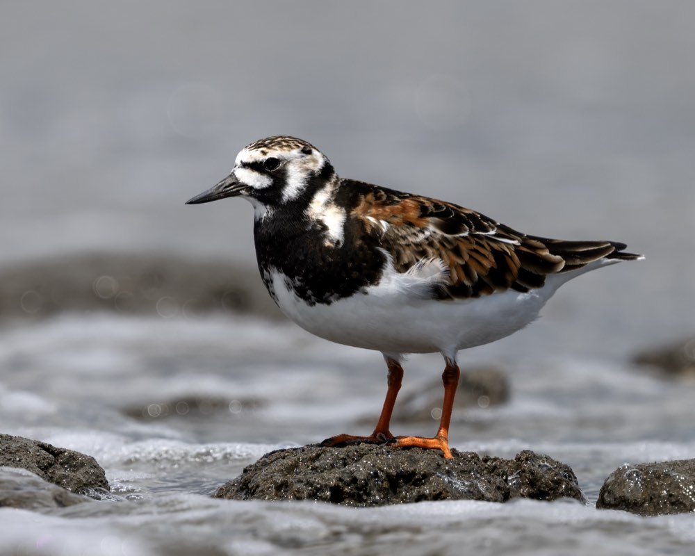 Ruddy Turnstone