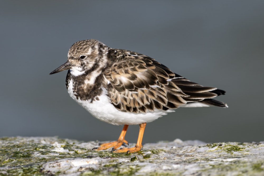 Ruddy Turnstone
