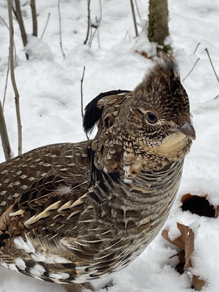 Ruffed Grouse