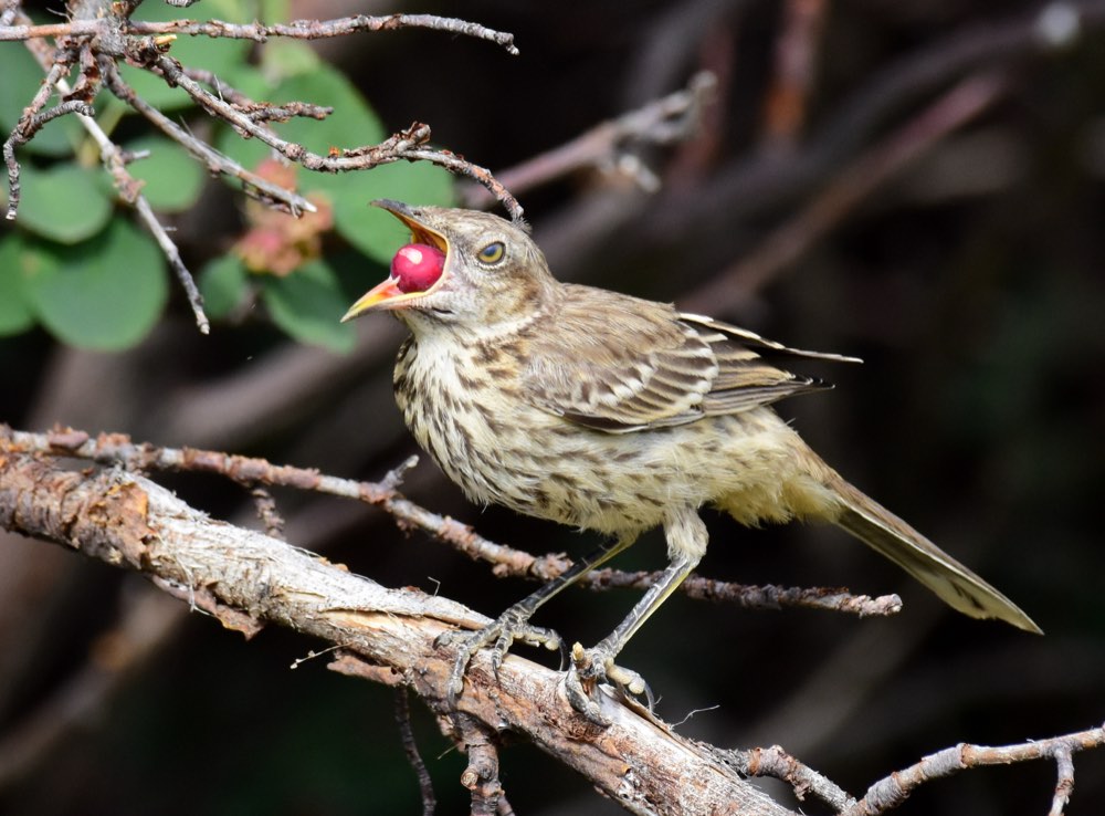 Sage Thrasher