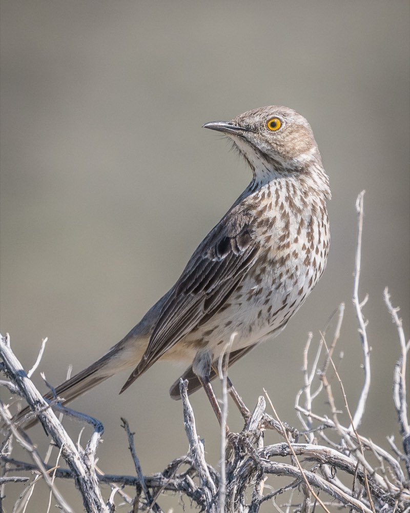 Sage Thrasher