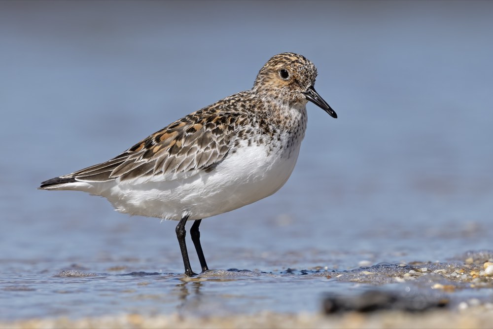 Sanderling