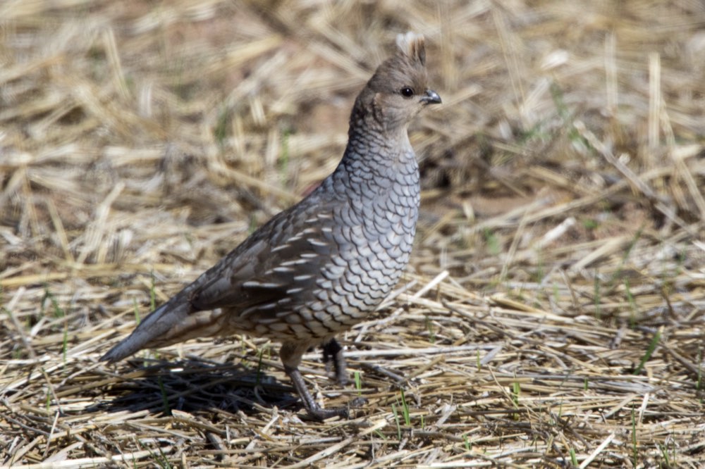 Scaled Quail