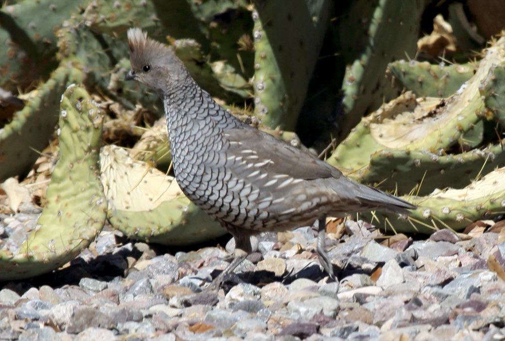 Scaled Quail