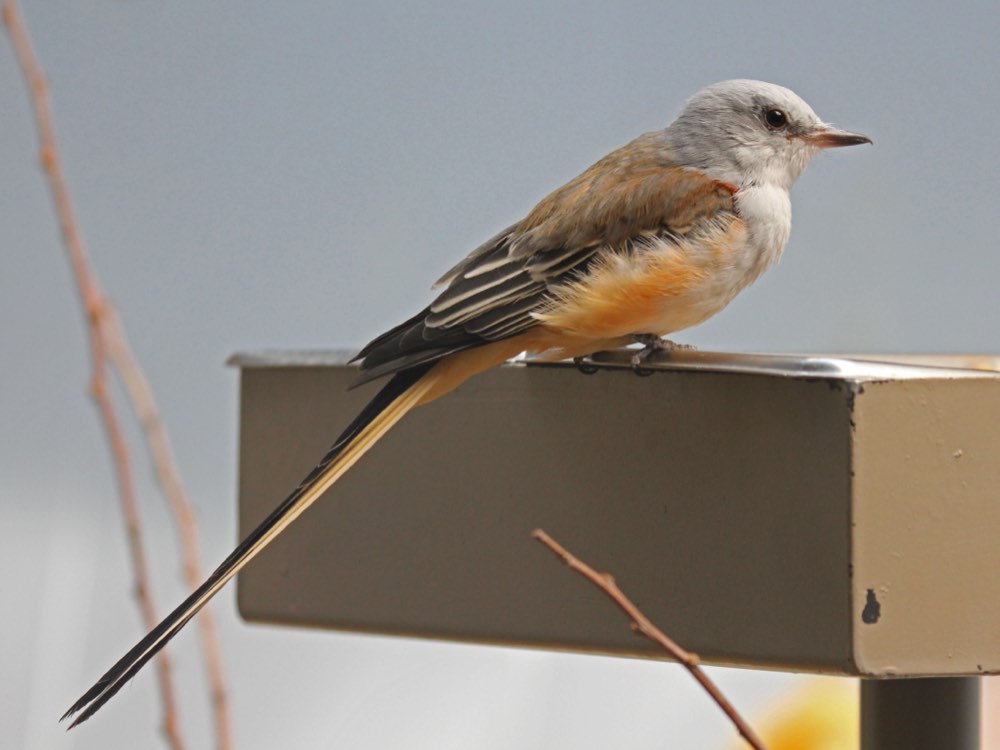 Scissor-tailed Flycatcher